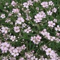 Gypsophila repens 'Rosea'